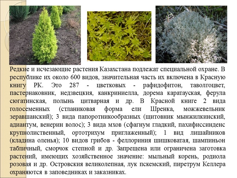 Редкие и исчезающие растения Казахстана подлежат специальной охране. В республике их около 600 видов,